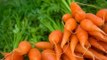 Beneficios de la zanahoria y recetas