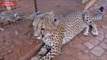 Un guépard et un suricate sont amis... Trop mignon