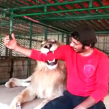 Il a des tigres, lions et panthères de compagnie chez lui... Risqué