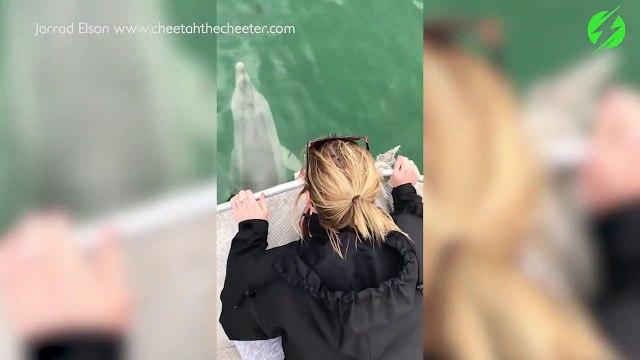 Ce dauphin ne veut plus quitter ces touristes en bateau...