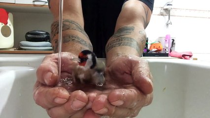 Regardez comment il fait boire cet oiseau... Magique