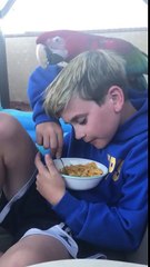 Ce perroquet veut manger les céréales de ce jeune garçon à tout prix