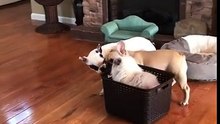 Ces deux chiens adorent enquiquiner ce chat