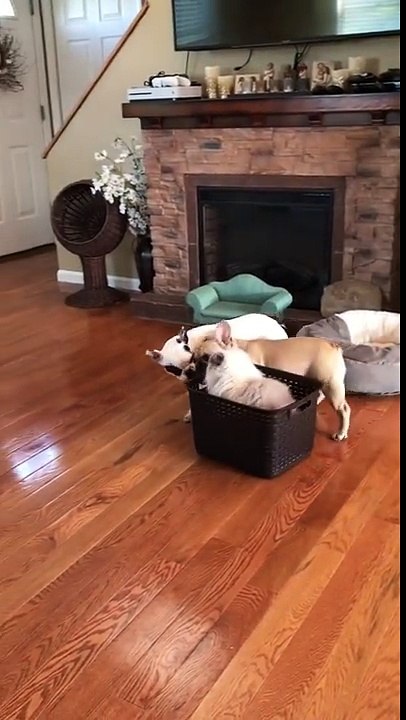 Ces deux chiens adorent enquiquiner ce chat