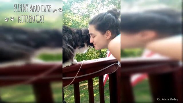 Funny Cats kiss owners to showing the love - Funny and cute Cat Videos