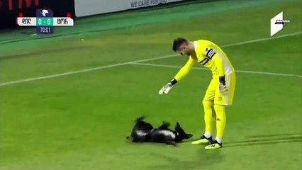 Cachorro invade campo de futebol