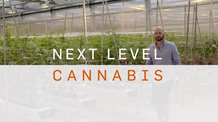 Next Level Cannabis - Terpenes
