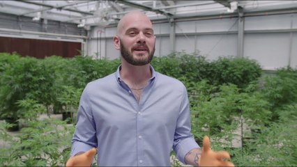 Next Level Cannabis: Alcohol vs. Cannabis - We Declare a Winner