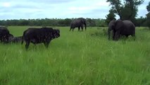 Brave Buffaloes vs A Big Elephant