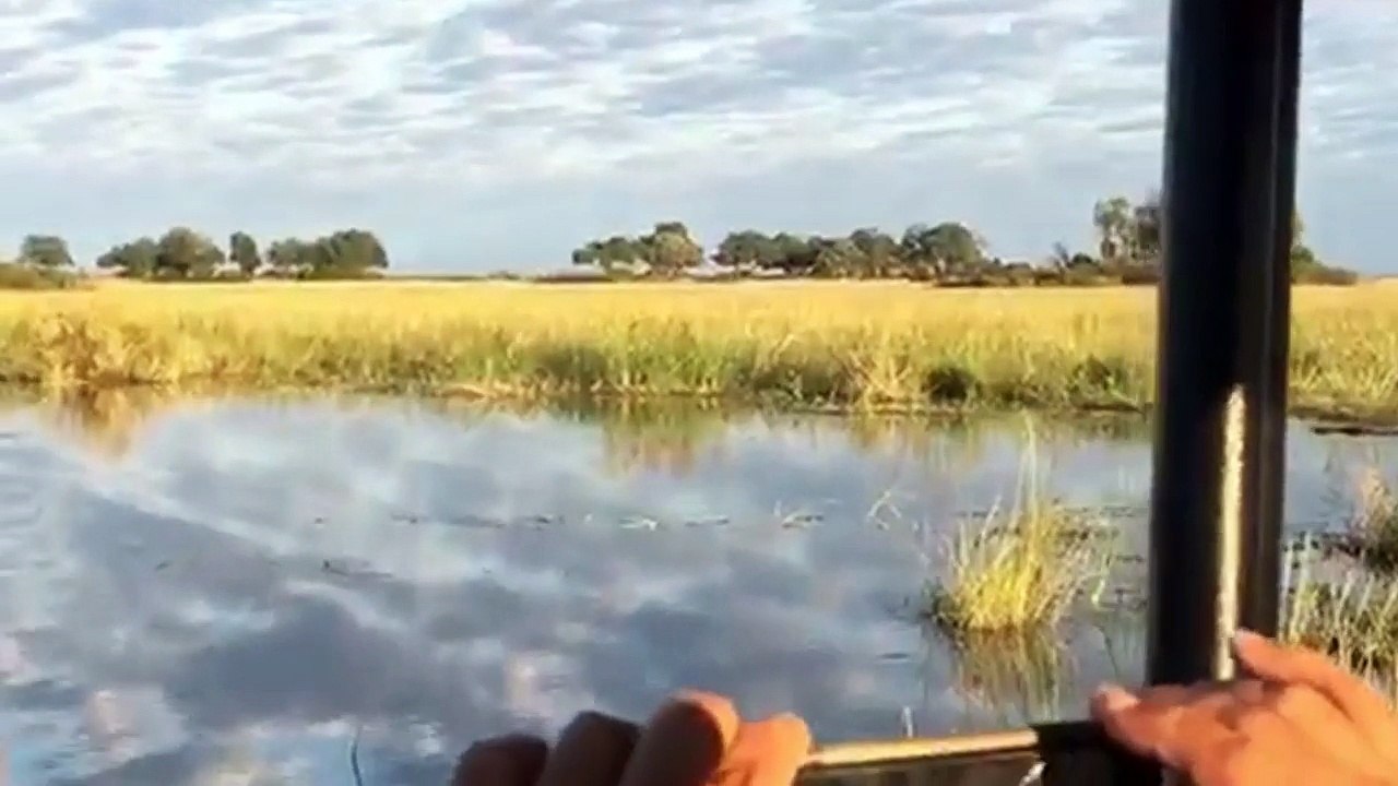 2 Lion Crossed River, Suddenly Crocodile Attack Them