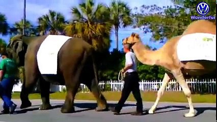 शार्क मछली के इस हमले ने पुरे अमेरिका को हिला दिया - The LARGEST Shark In The Wo_low