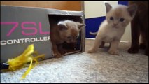 Cat Mom playing and How To Love her cute kittens Munchkin
