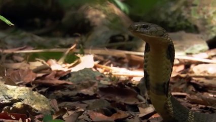 King Cobra Attacks And Eats Spitting Cobra And other Snake