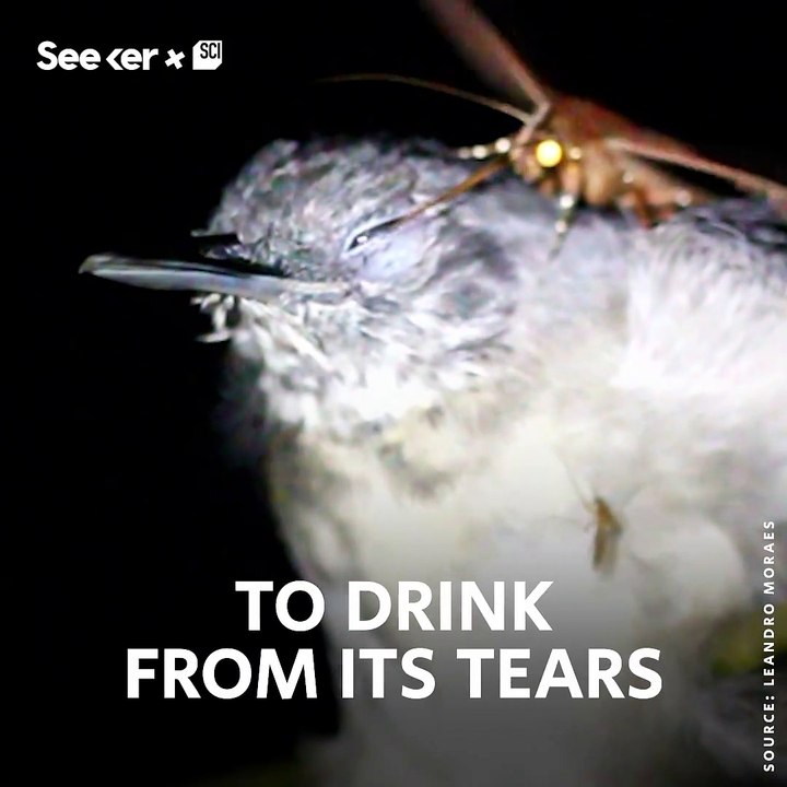 This moth sips nutrients from bird tears. (via  eeker)