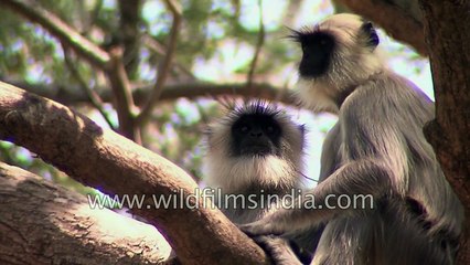 A family of Langurs at Karnataka