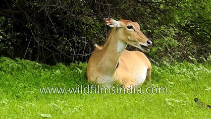 Female Bluebull antelope chews cud