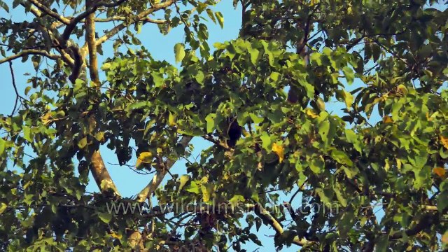 Hoolock Gibbons have a swinging time in Assam