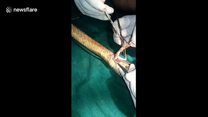 Surgery saves cobra which swallowed frog pierced with safety pin