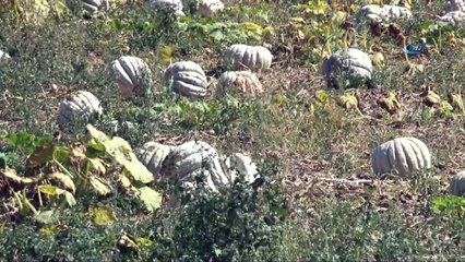 Bal kabağı üreticisini mutlu etti