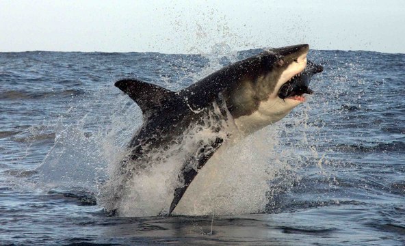 Una Tranquilla Battuta di Pesca, Animata dall'arrivo di uno Squalo bianco e gli ruba la preda