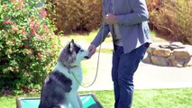 Henry the 11 month old Husky needs Brett Endes to help him focus and be a better walker.  This week on The Untrainables!   rett Endes, Dog Trainer / Host of The