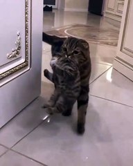 Mommy cat catch her daughter and move them to another room