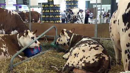 Michel Vagneur, vétérinaire et consultant en nutrition animale aborde le rationnement des bovins laitiers
