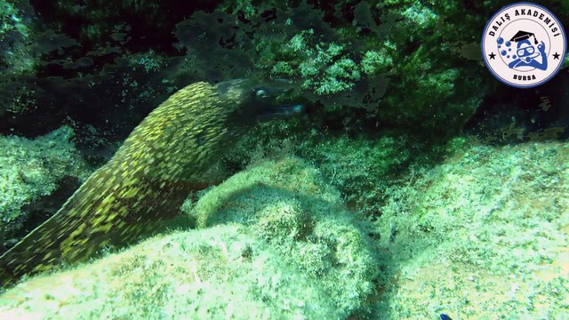 Marmariste Dalış - Dive in Marmaris With Bursa Dalış Akademisi