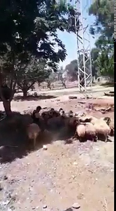 Ne pas embêter les moutons