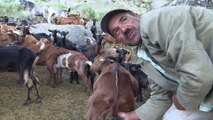 Au Portugal, des chèvres ont été mobilisés pour participer à la lutte contre les incendies