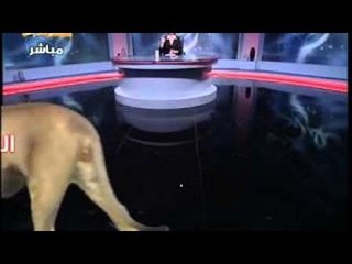 مسخرة ظهور اسد لـ حياة الدرديري في قناة الفراعين علي الهواء مباشرة