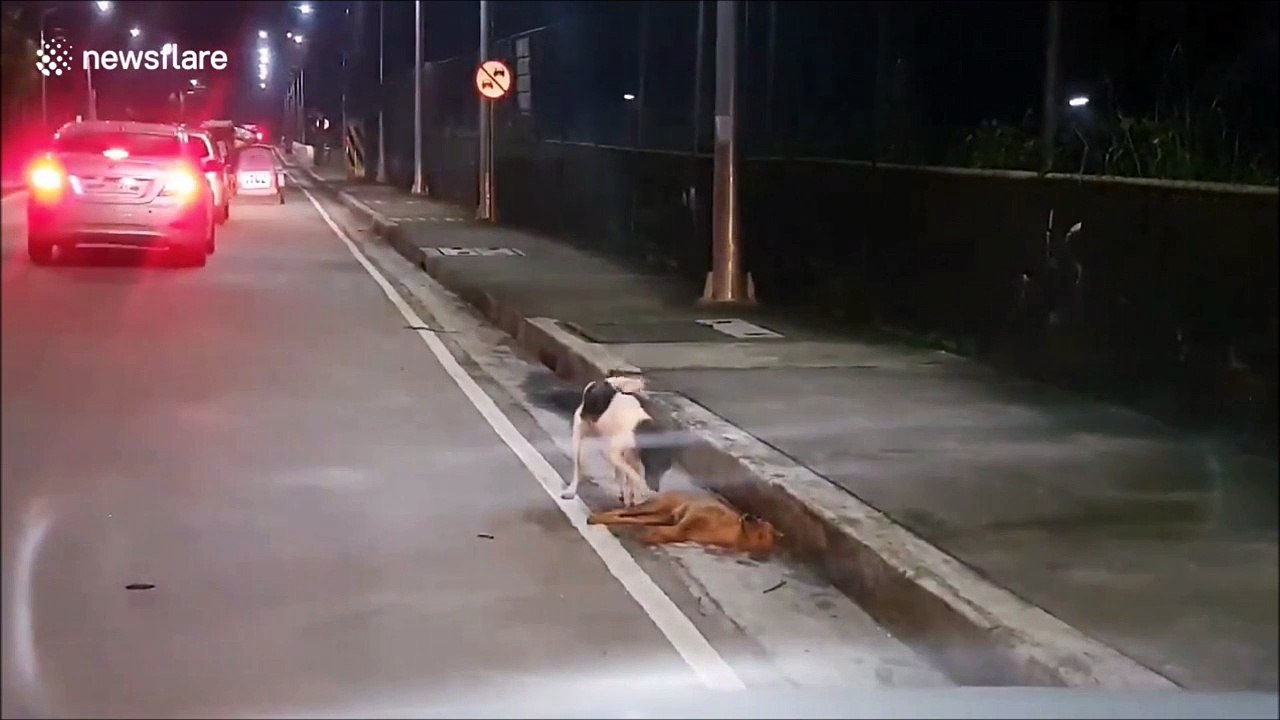 Un chien essaie de désespérément de reveiller son ami qui vient de se faire hurter par une voiture... Emouvant