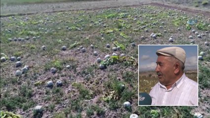 Bal Kabağı Üreticisini Mutlu Etti