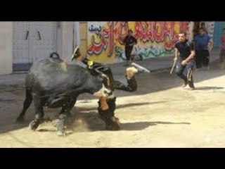 عاجل - هروب عجل في شوارع القاهرة