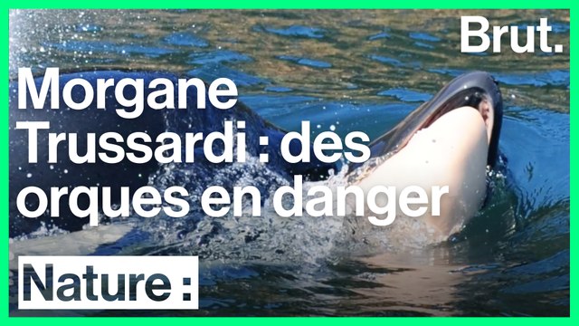 Interview Brut : Morgane Trussardi sur la protection des orques
