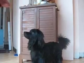 Ten'shi frotte museau