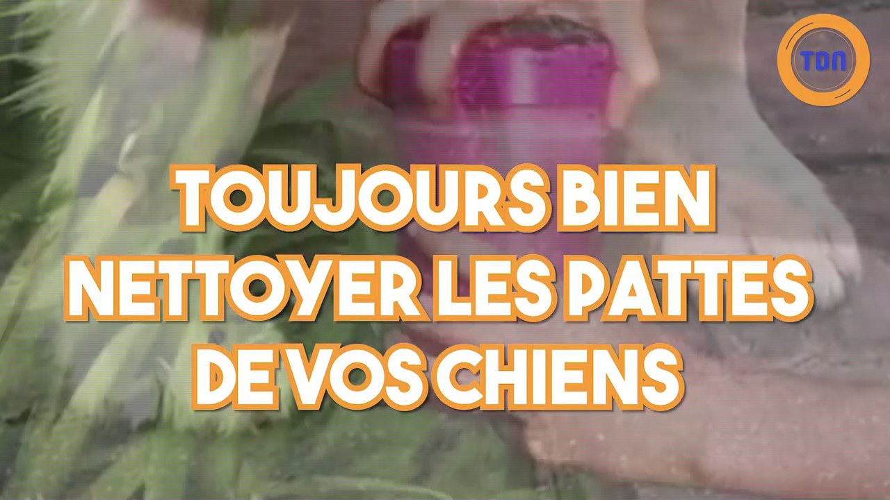 Un appareil pour nettoyer correctement les pattes de vos chiens