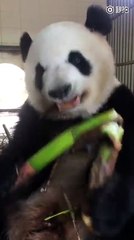 The Most Cutest Panda Eats Bamboo Make The Audience Feel Excited