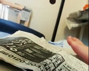 Une calopsitte joue à peekaboo