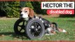 Hector, The Adorable Dog With a Wheelchair | SWNS TV
