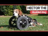 Hector, The Adorable Dog With a Wheelchair | SWNS TV