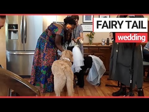 Two pooches tie the knot in a dog wedding | SWNS TV