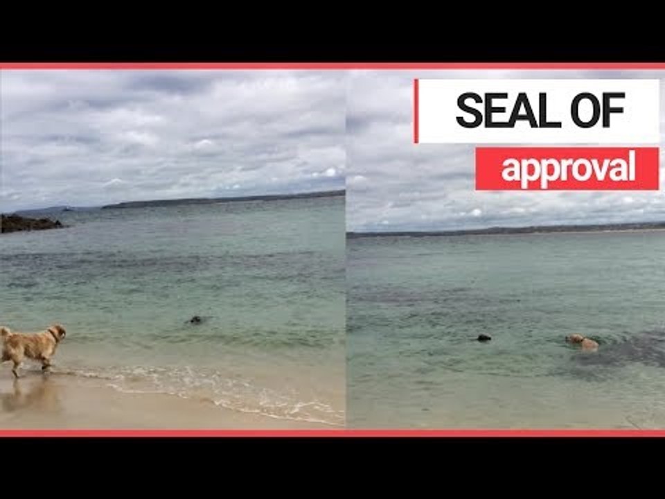 Adorable Dog and Seal Made Friends and Played in the Sea! | SWNS TV