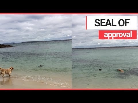 Adorable Dog and Seal Made Friends and Played in the Sea! | SWNS TV