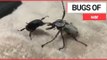 Bizarre video captures two beetles having a boxing match | SWNS TV