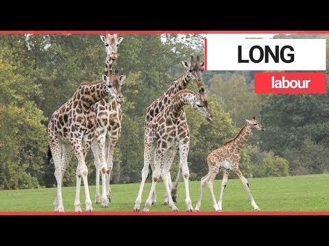 CCTV captures heartwarming moment a baby giraffe is born | SWNS TV