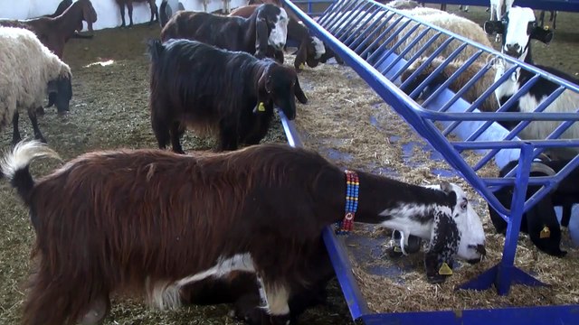 Devlet desteği ile kurduğu çiftlikte keçi sütü üretiyor - MUŞ