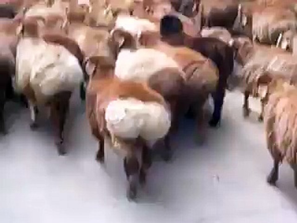 خرفان العيد 