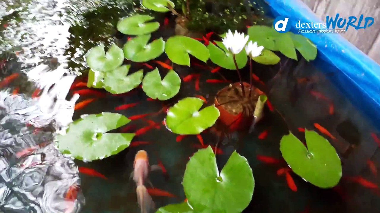MASSIVE DAPHNIA SEEN IN THE RICE FIELD