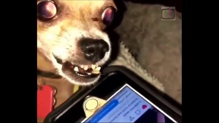 ICONIC Vines Unfortunately Forgotten